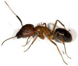 Scientists sequence genomes of two ant species for the first time