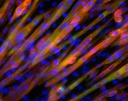 Scientists turn stem cells into pork (AP)
