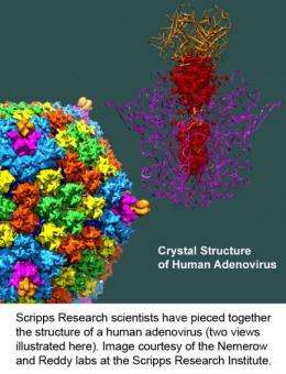 Scientists unveil structure of adenovirus, the largest high-resolution complex ever found