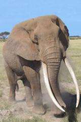 Scientists urge treaty panel to reject ivory sale by Tanzania, Zambia