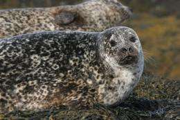 Seal deaths may have been caused by boats