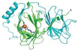 Searching for purpose in proteins
