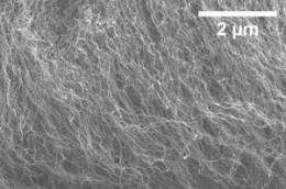 Secrets of nanohair adhesion un-peeled by UA polymer scientists