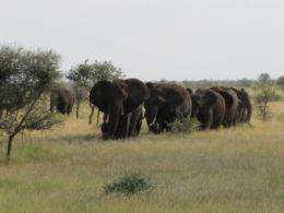 Seeing double: Africa's 2 elephant species
