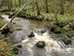 Shallow water habitats important for young salmon and trout