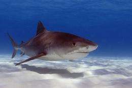 Sharks and wolves: Predator, prey interactions similar on land and in oceans