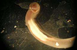 Shipworm threatens archaeological treasures