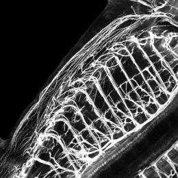 Single gene regulates motor neurons in spinal cord