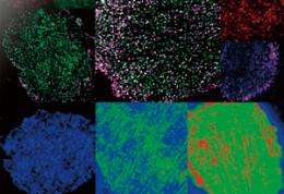 Single-molecule imaging for cell signaling