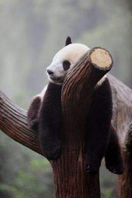 Six winners of a global contest will be given a chance to study panda behaviour in China