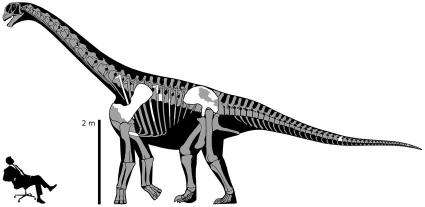 New 'thunder-thighs' dinosaur discovered (w/ Video)
