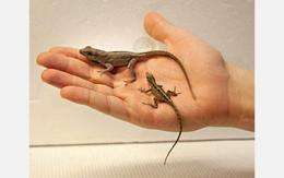 Small But Mighty Female Lizards Control Genetic Destiny