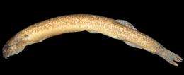 Smallest eel-loach fish discovered