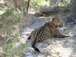 So. Ariz. man pleads guilty in jaguar's death (AP)
