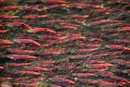 Sockeye salmon are expected to return in great number to Canada's Fraser River