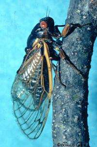 Some Iowa cicadas make unexpected appearance four years ahead of schedule
