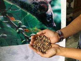 Special coffee beans are displayed in front of a poster showing the civet at a company warehouse in Manila