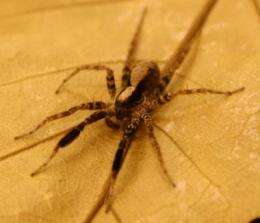 Spiders adjust courtship signals for maximum effect