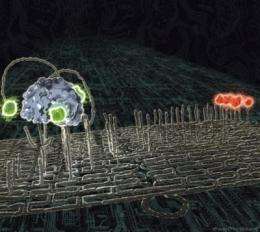 Spiders at the nanoscale: Molecules that behave like robots
