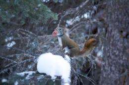 Squirrels show softer side by adopting orphans, study finds
