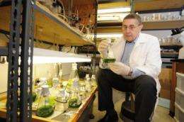 Stacking traits in algae is focus of grant to Iowa State University researcher