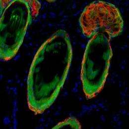 Stem cell versatility could help tissue regeneration