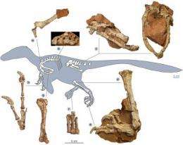 'Stocky dragon' dinosaur terrorized Late Cretaceous Europe