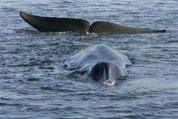 Stranded Danish whale dies (AP)