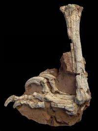 Strange predatory dinosaur from Europe's Late Cretaceous