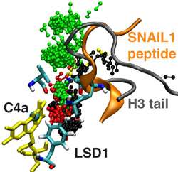 Structure, dynamics of a chemical signal that triggers metastatic cancer revealed