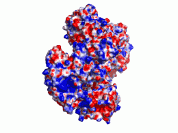 Structure of Lassa virus protein reveals viral thievery