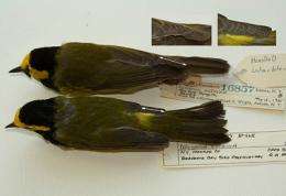 Study: Bird wings morph quickly to adapt to human-created environmental changes