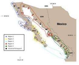 Study finds common ground for ecosystems and fishing in Northwest Mexico
