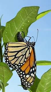 Study finds monarch butterflies use medicinal plants to treat offspring for disease