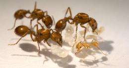 Studying ants to find out how colony size affects patterns of behavior, energy use