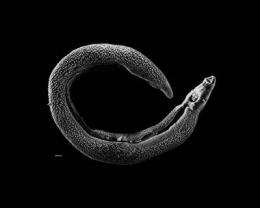 Study of planarian hormones may aid in understanding parasitic flatworms