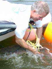 Study provides data that can inform Atlantic sturgeon recovery efforts