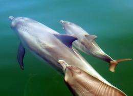 Successful mothers get help from their friends: Dolphin study