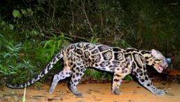 Sunda clouded leopard is a different subspecies from its Indonesian relative, researchers say