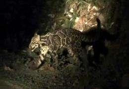 Sundaland clouded leopard has been caught on camera for the first time ever