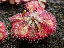 Sundews just want to be loved