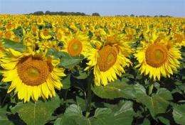 Sunflower DNA map could produce plants for fuel (AP)