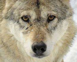 Sweden re-introduced the wolf hunt in 2010 after a 46-year hiatus
