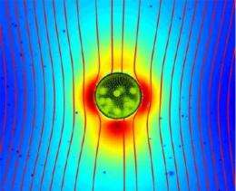 Swimming microorganisms stir things up, and the LHC takes over