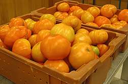 Tangerine Tomatoes Surpass Reds