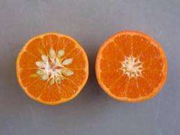 Tango mandarins to appear this month in produce aisles