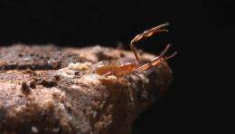 Biologist illuminates unique world of cave creatures