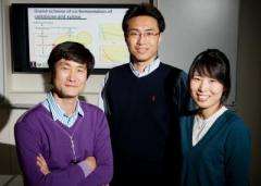 Team overcomes major obstacles to cellulosic biofuel production