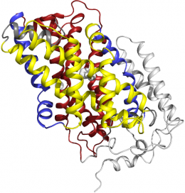 Team reveals all three structures of single transporter protein