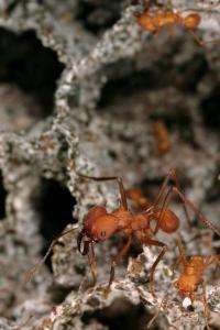 Texas-bound: Fungus keeps Texas leaf-cutter ants from spreading